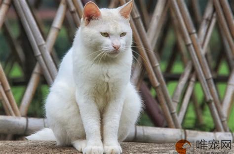 猫来家里生孩子风水|野猫跑到家里生娃是福还是祸 